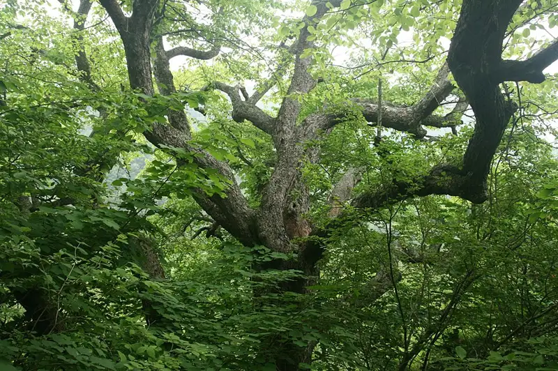 영양 무창리 산돌배 장소 사진